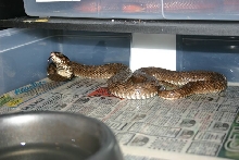 Large Female Rinkhals